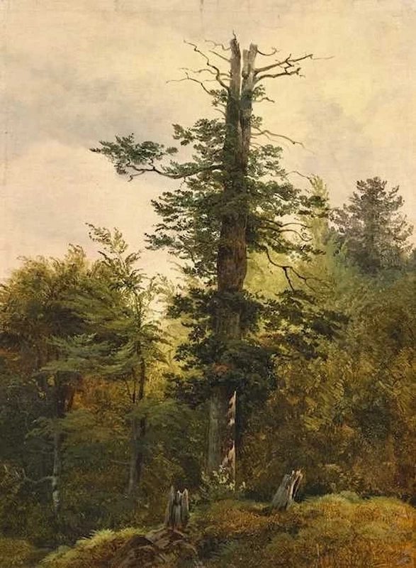Studio di albero